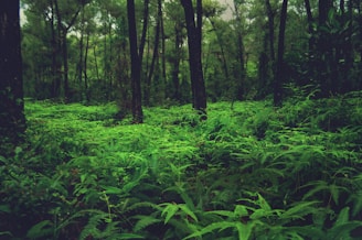 a lush green forest filled with lots of trees