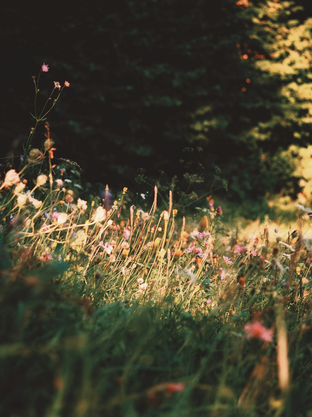 white and purple flowers on green grass field during daytime