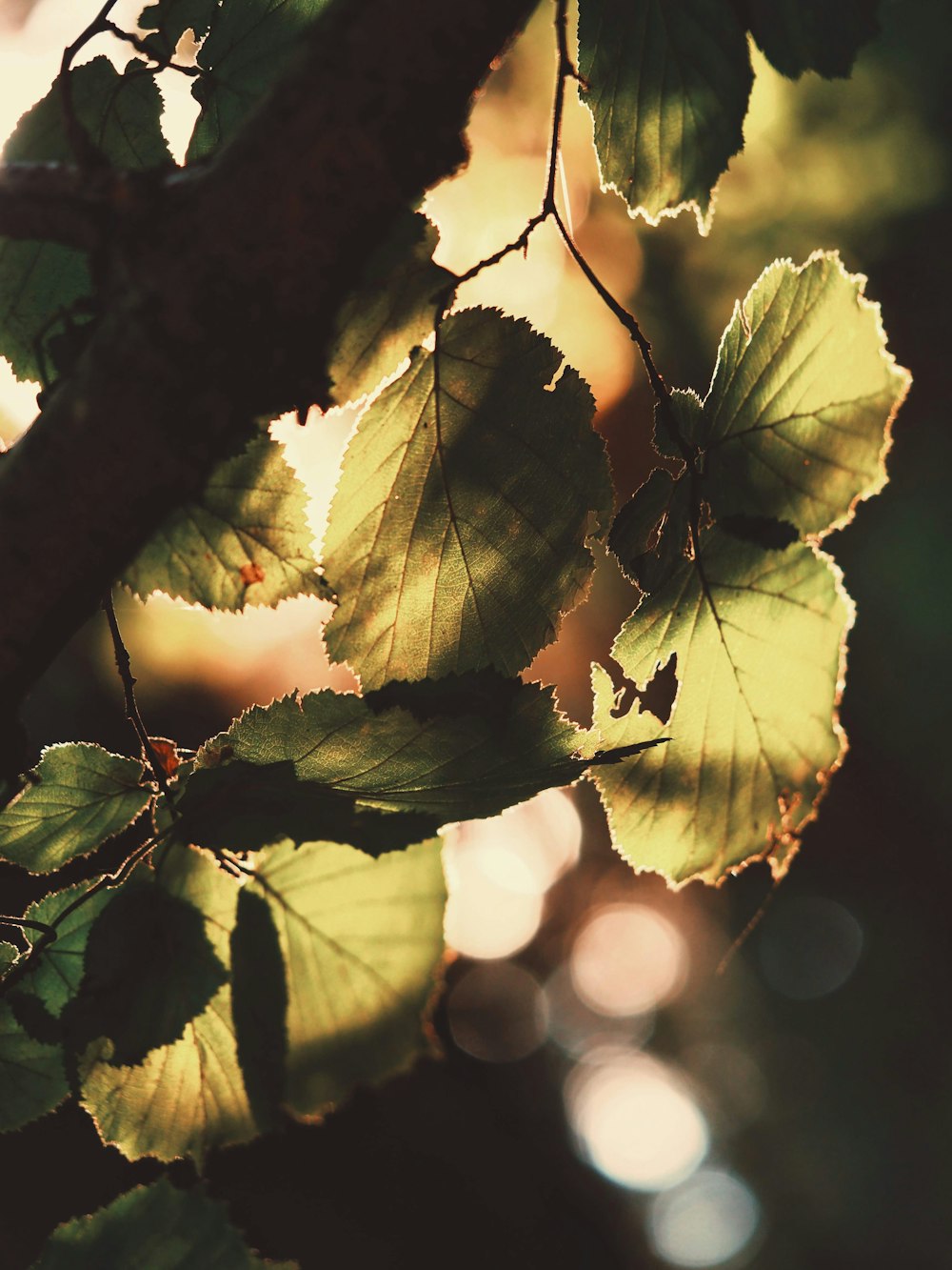 yellow leaves on brown stem