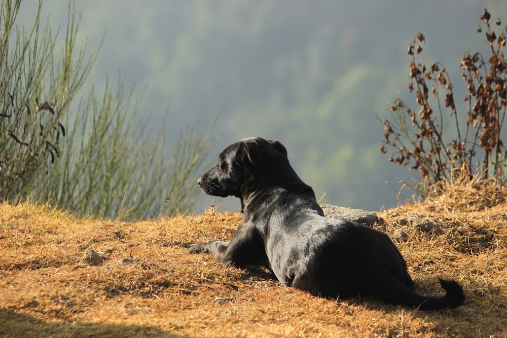 black labrador retriever lying on brown dirt during daytime