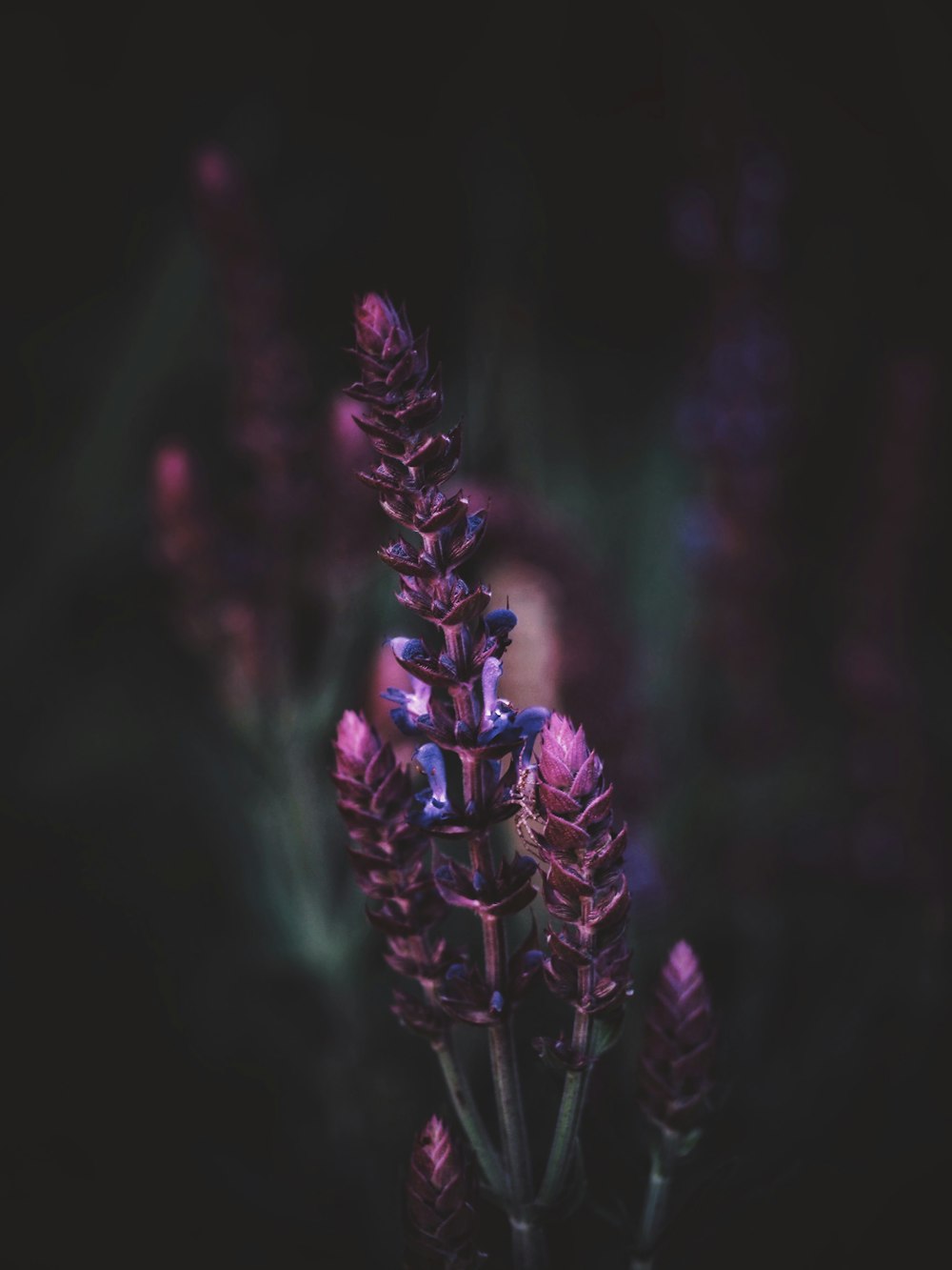 purple flower buds in tilt shift lens