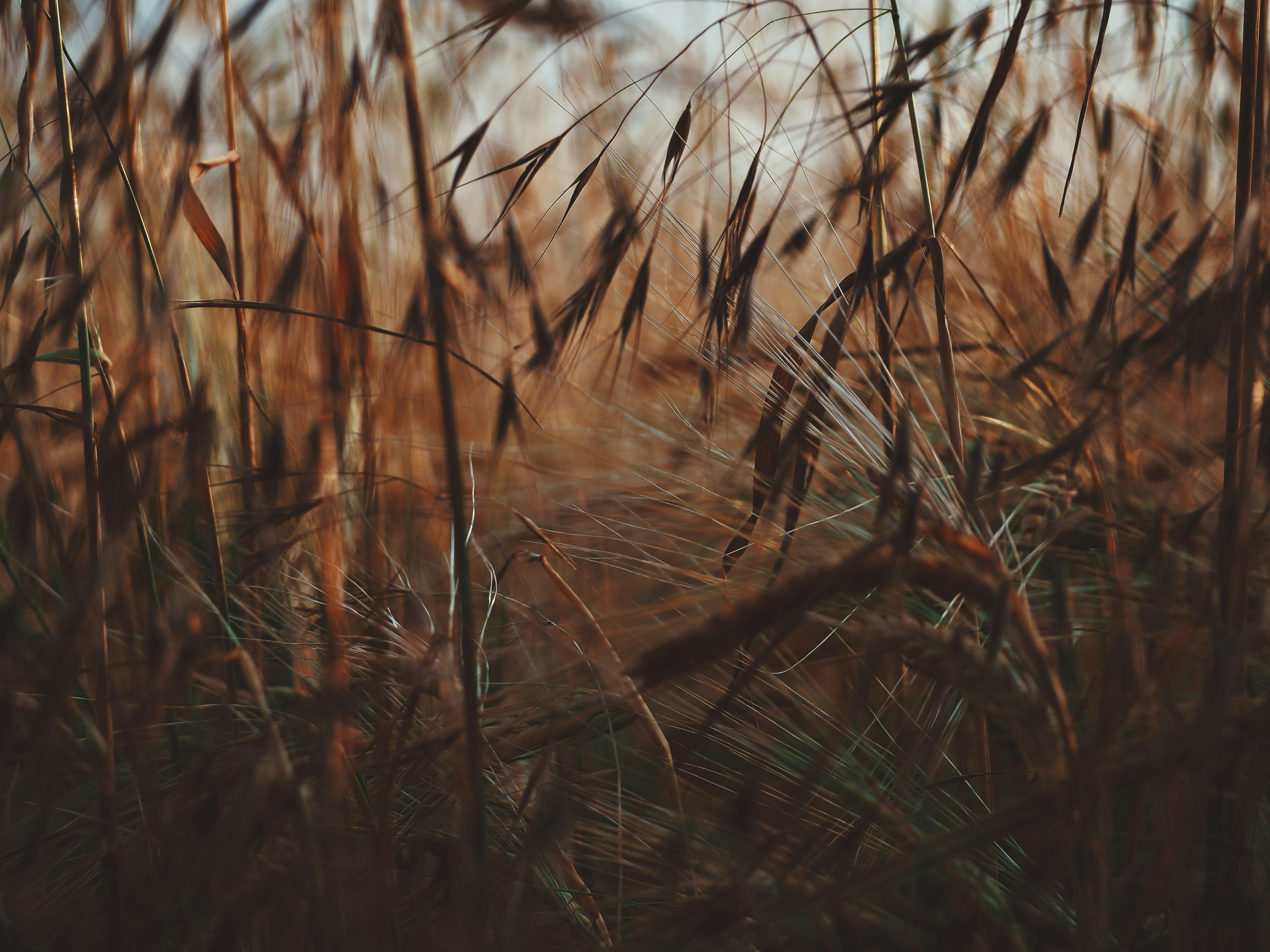 brown grass in close up photography