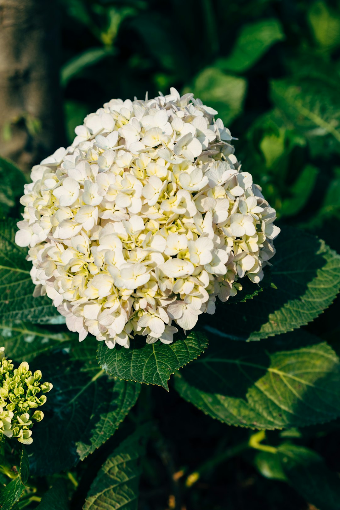 white flower on green leaves