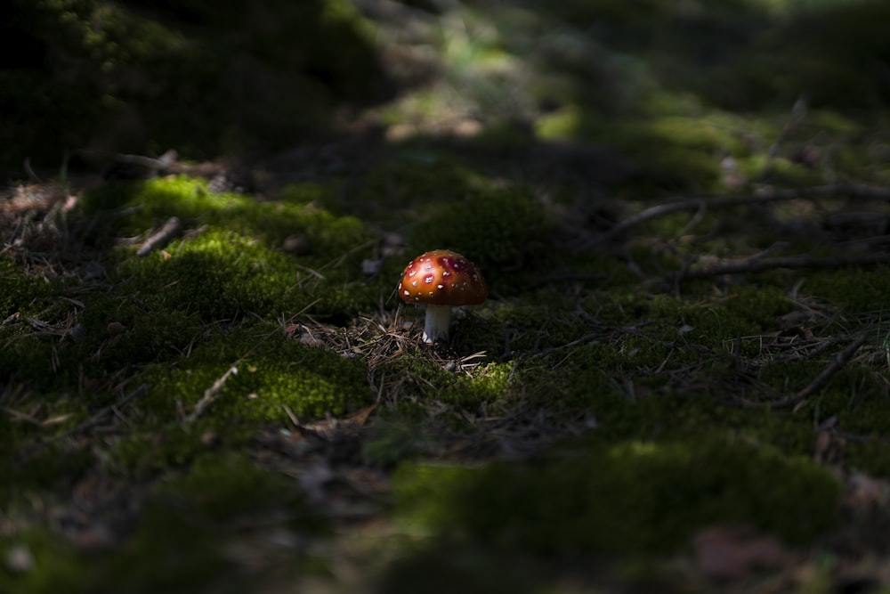 brown mushroom on green grass during daytime