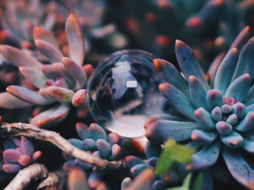 green and brown plant in clear glass ball