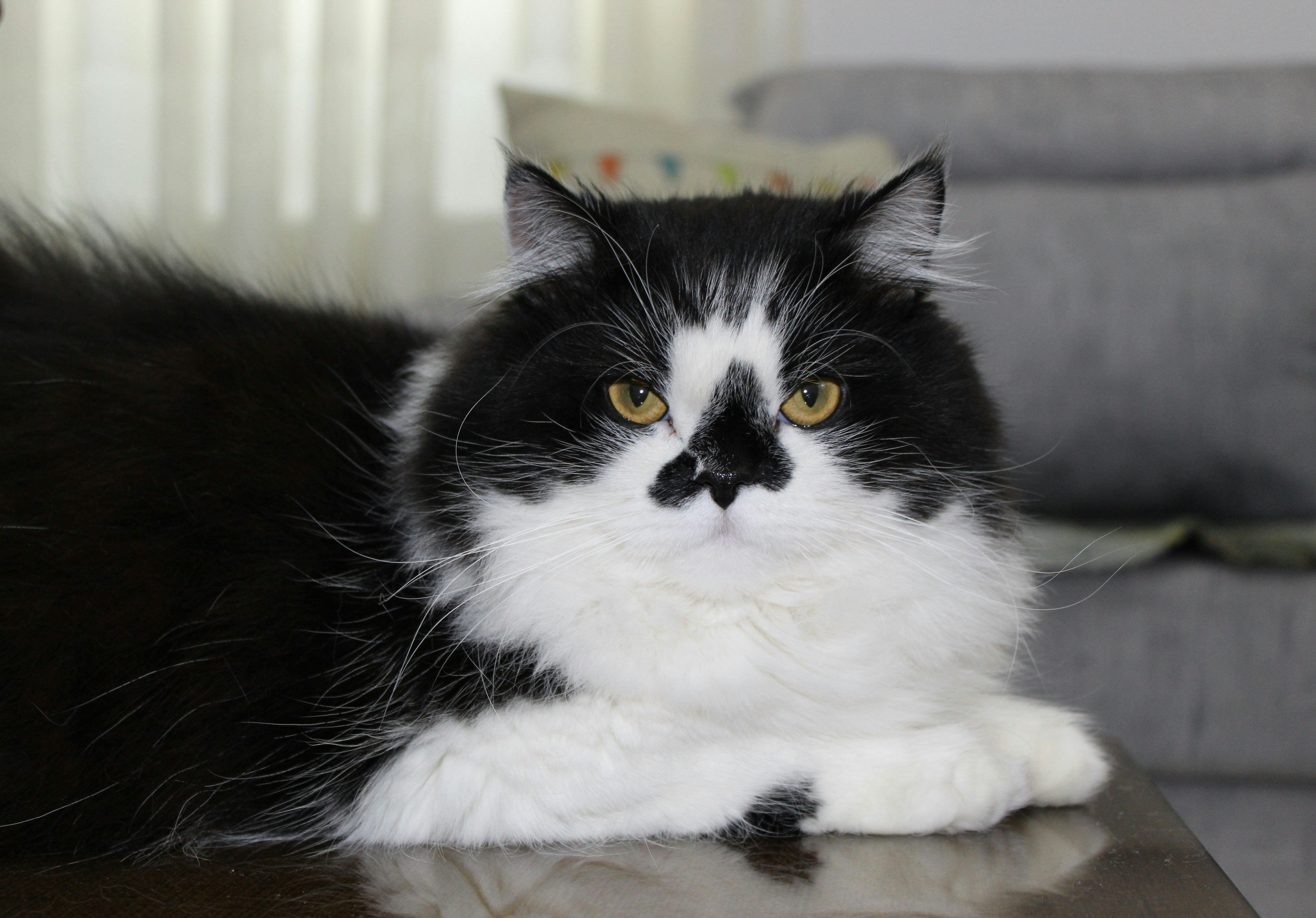 Persian Cat