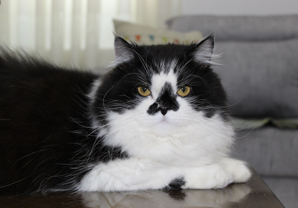 black and white cat on brown wooden table