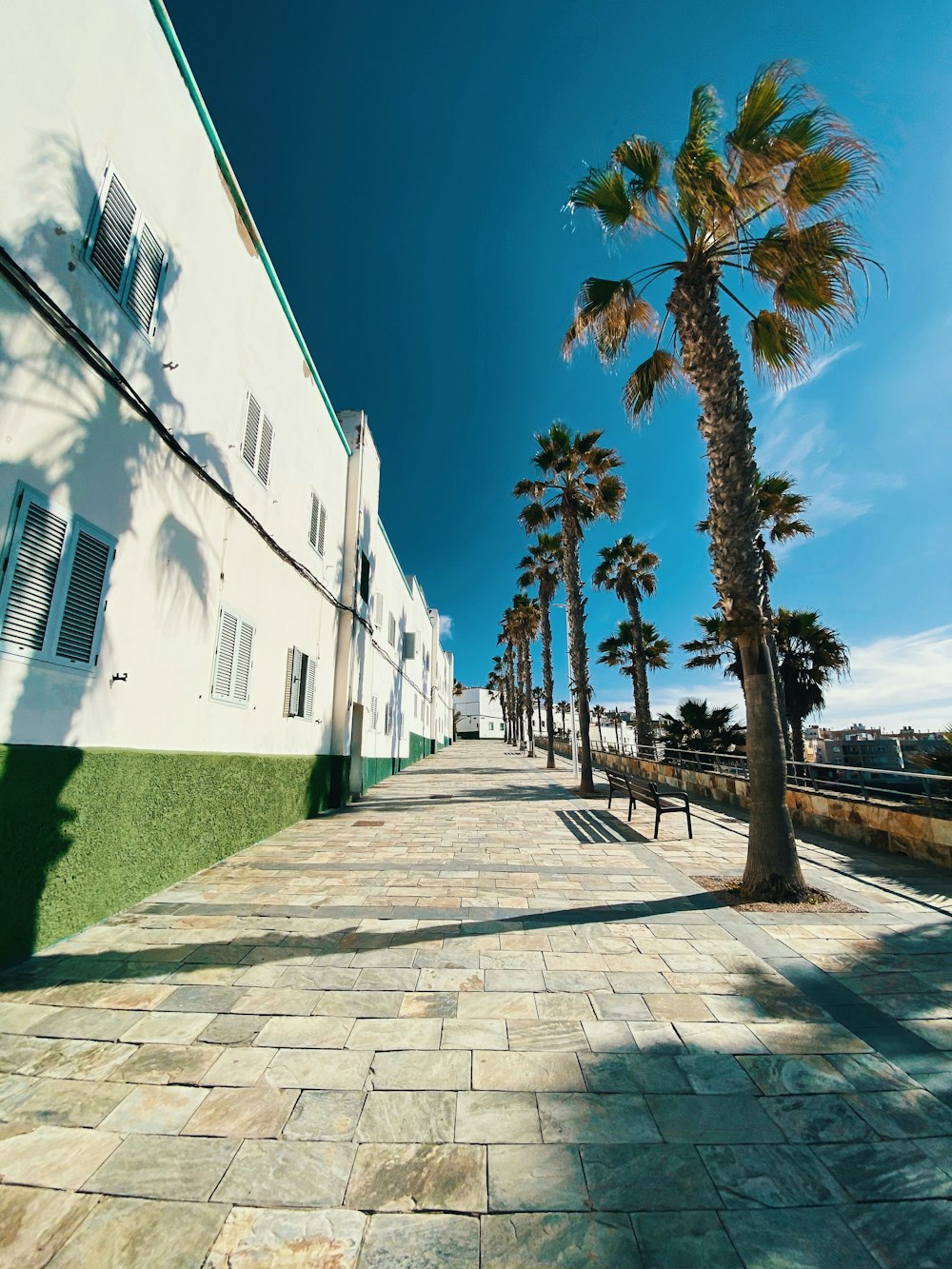 palm trees near white concrete building during daytime