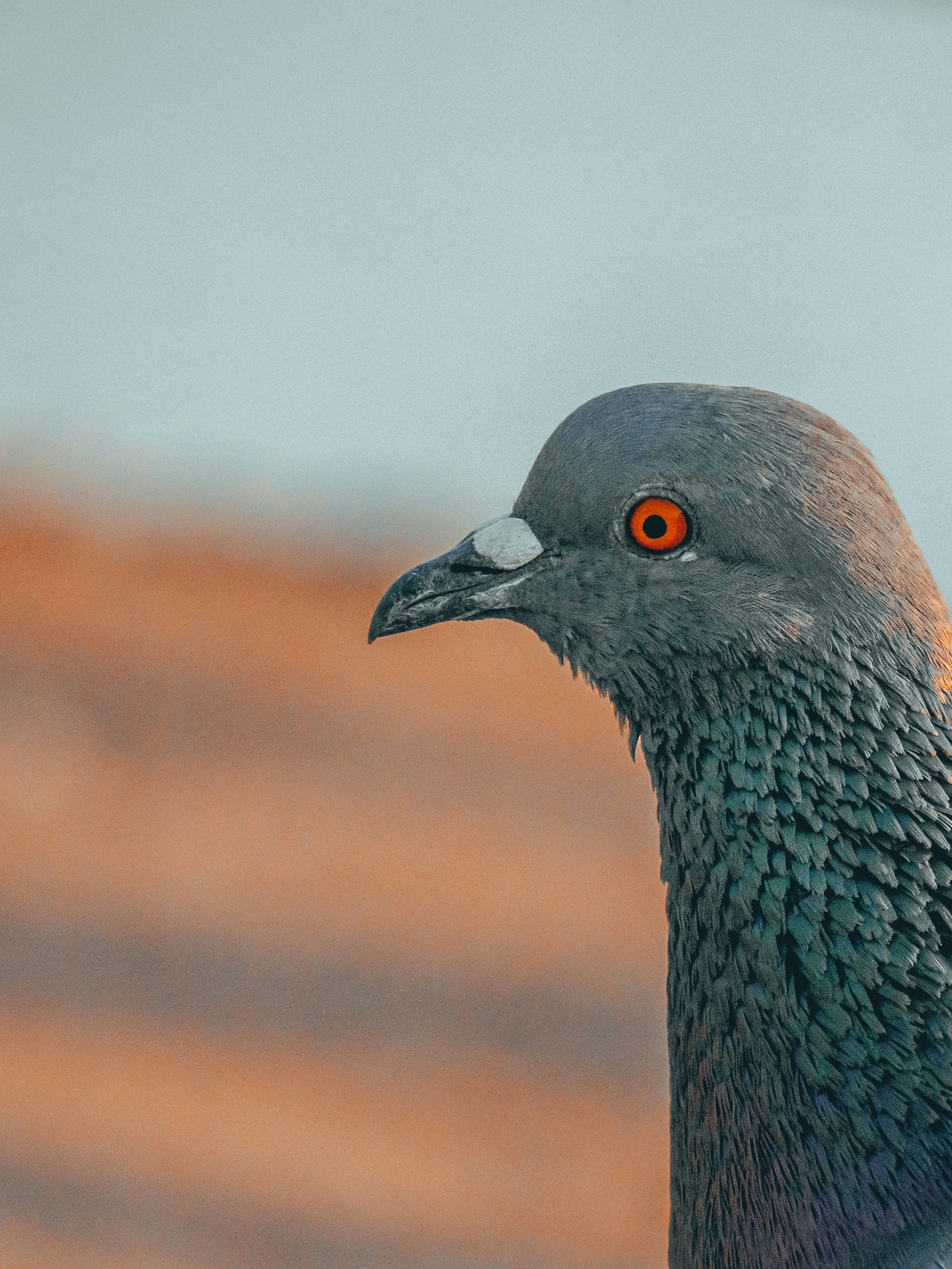 Photo by thefinalshot