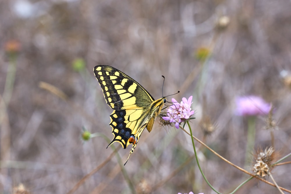 tiger swallowtail butterfly perched on purple flower in close up photography during daytime