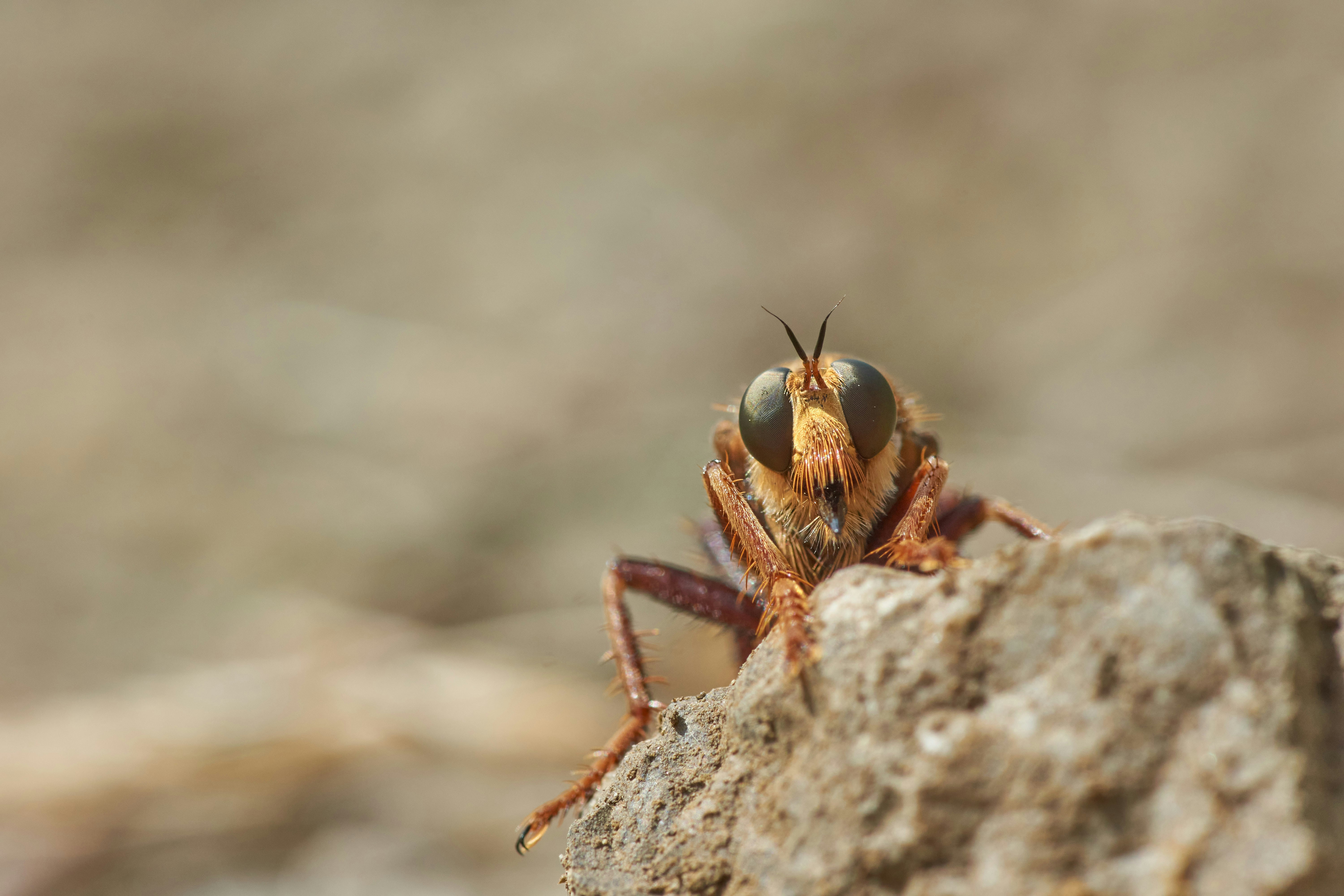 Photo by wolfgang_hasselmann