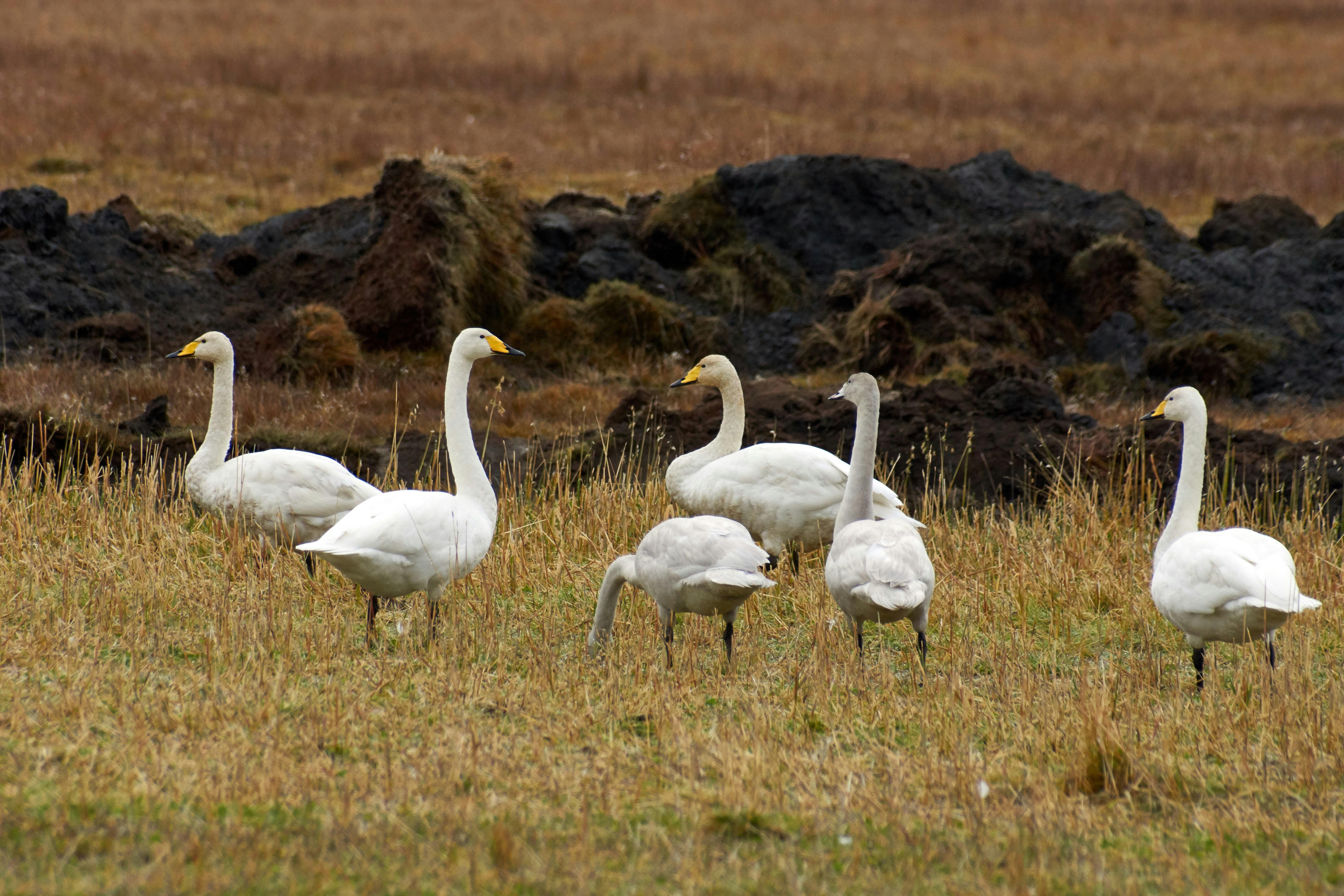 white swan on green grass field during daytime