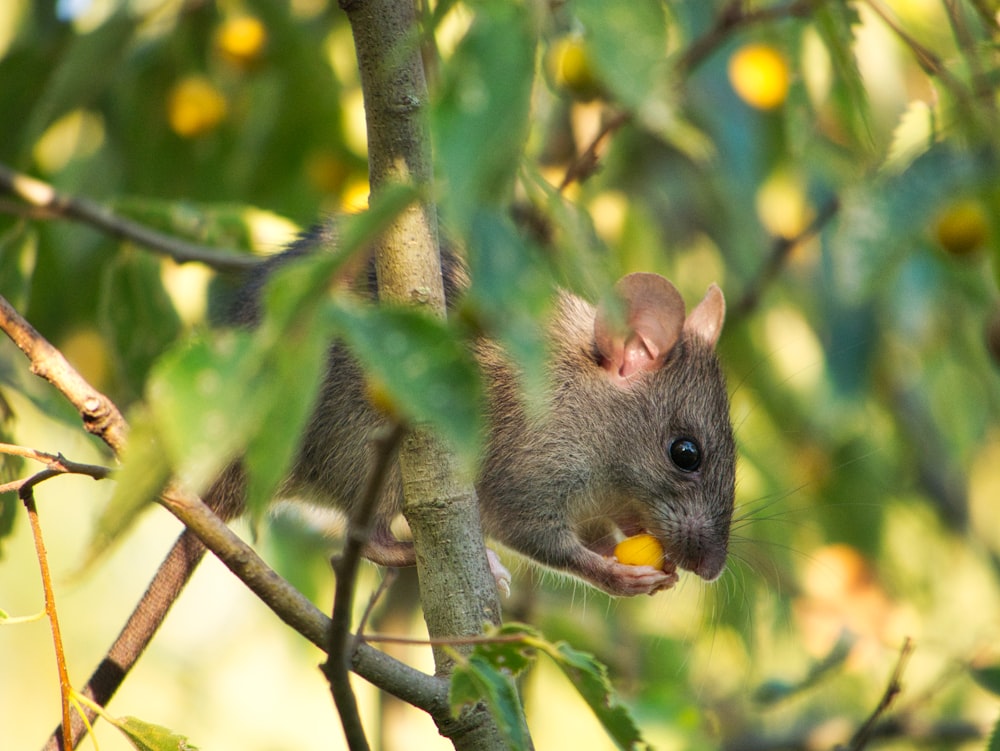 Braunes und graues Eichhörnchen auf braunem Ast tagsüber