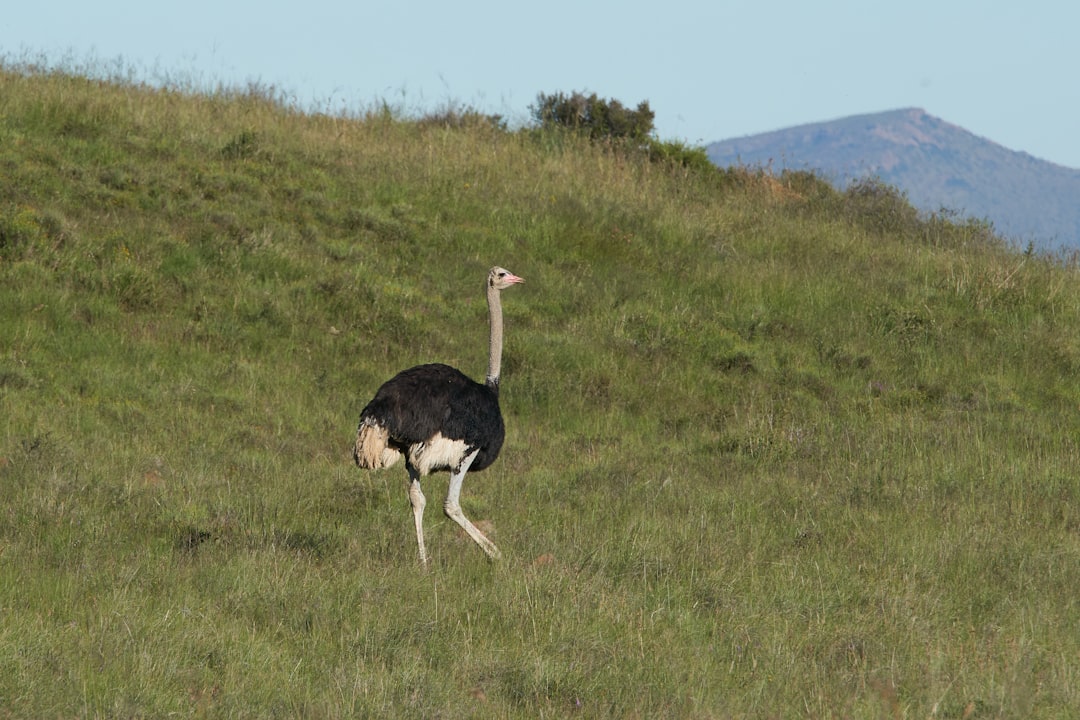 white and black ostrich on green grass field during daytime