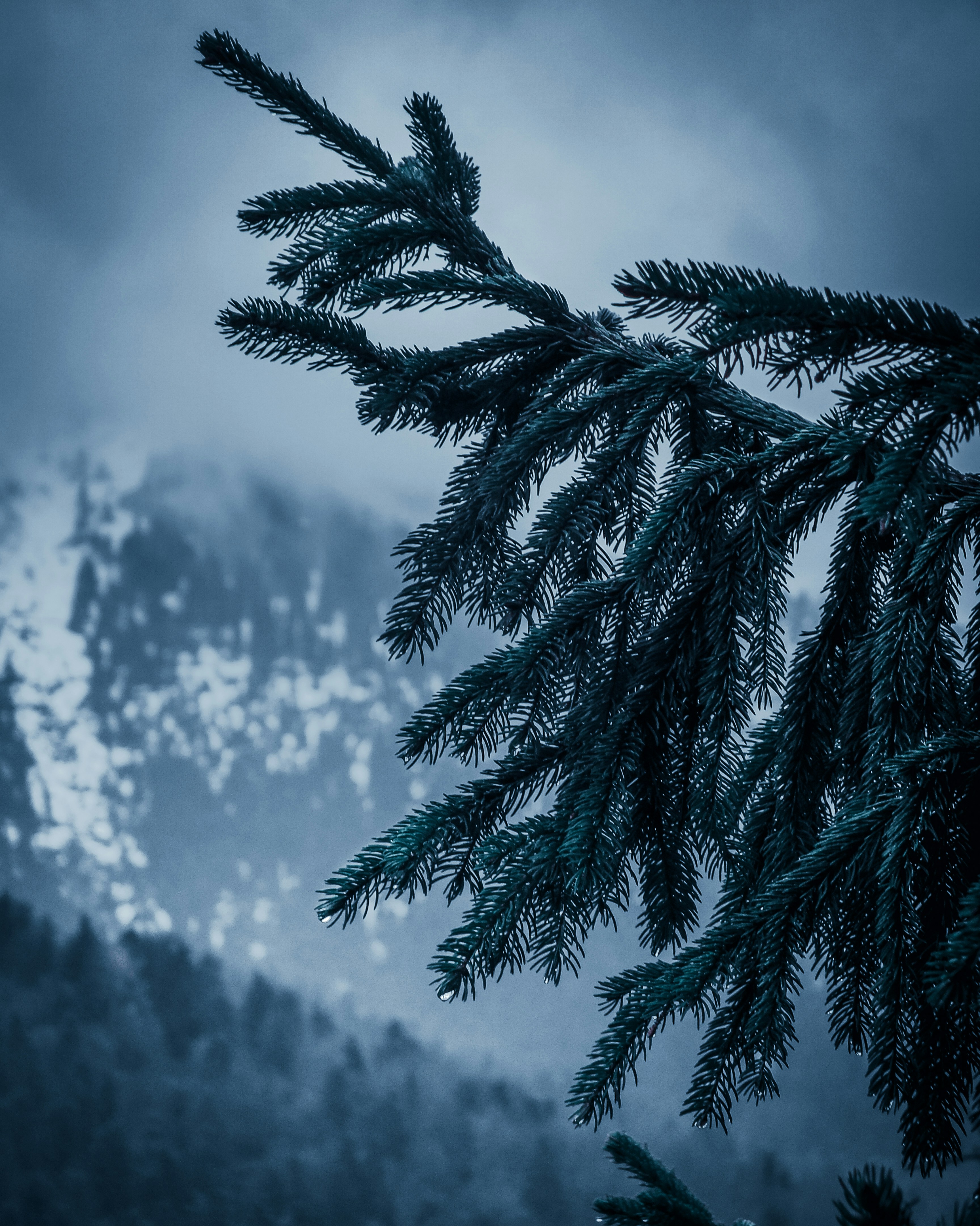 Green pine tree covered with snow photo – Free Plant Image on Unsplash