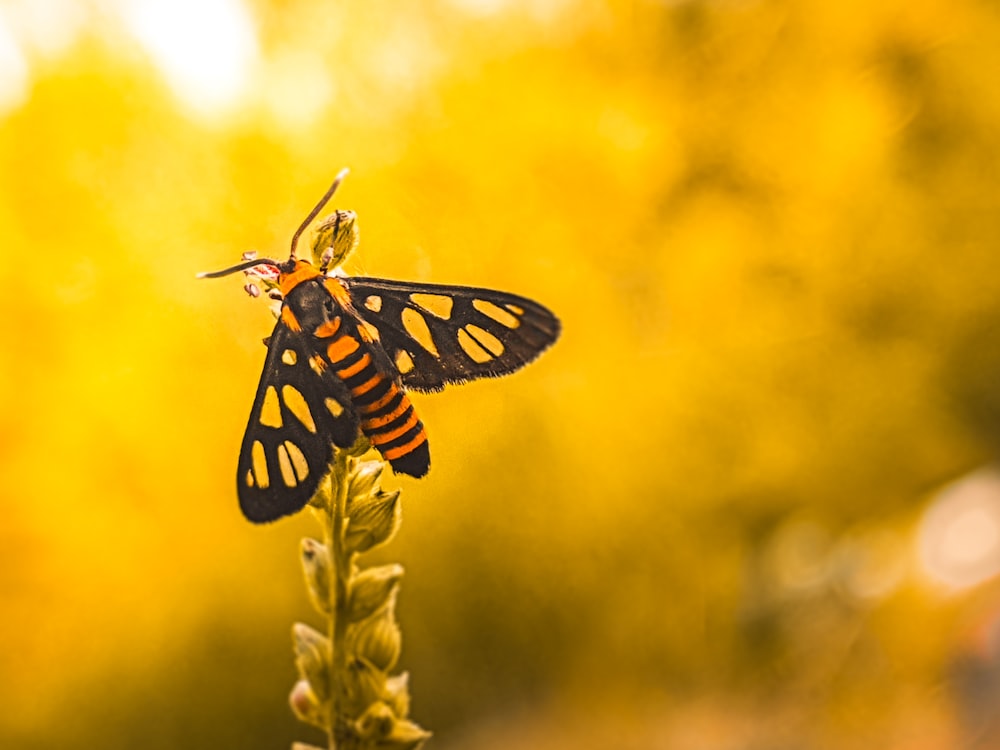 tiger swallowtail butterfly perched on green plant