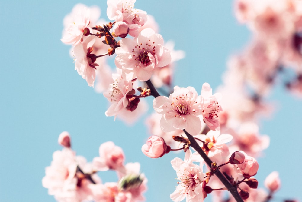 pink and white cherry blossom flowers in bloom during daytime