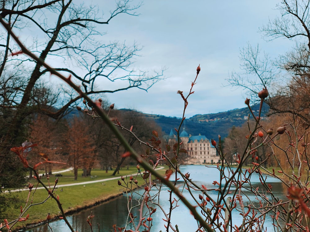 brown bare tree near body of water during daytime