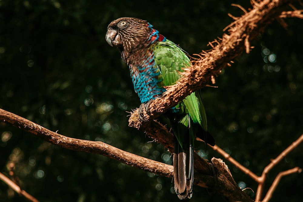 blue green and yellow bird on brown tree branch during daytime