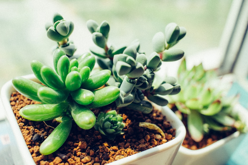 green succulent plant in white ceramic pot