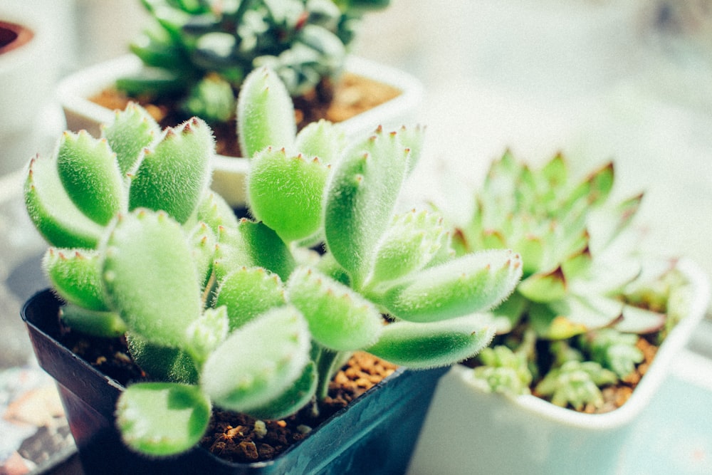 green cactus plant in blue pot