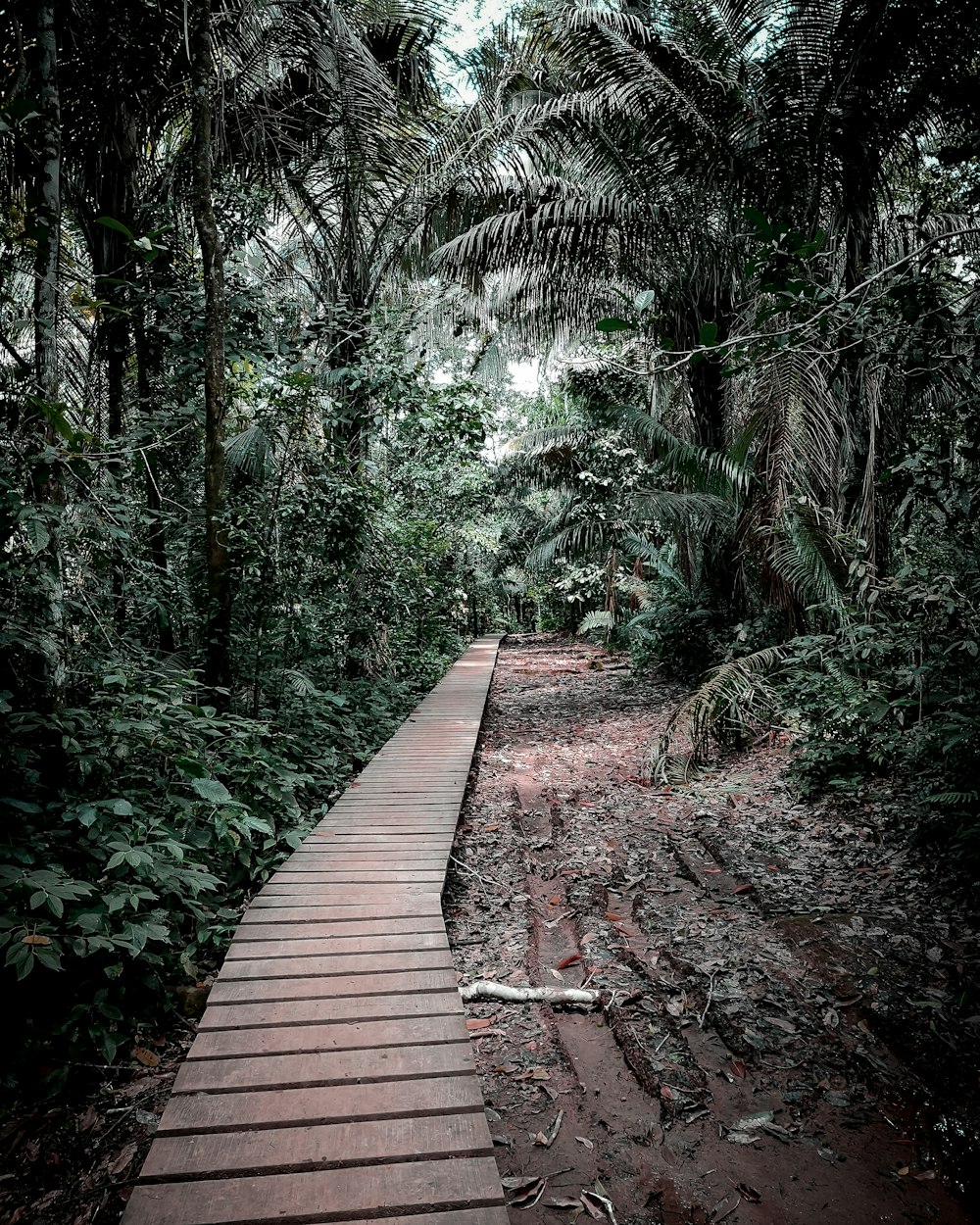 brown wooden pathway between green trees during daytime