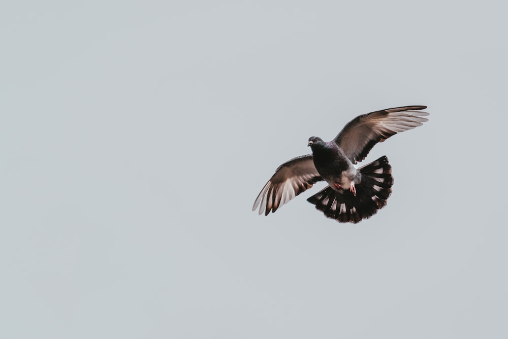 black and white bird flying