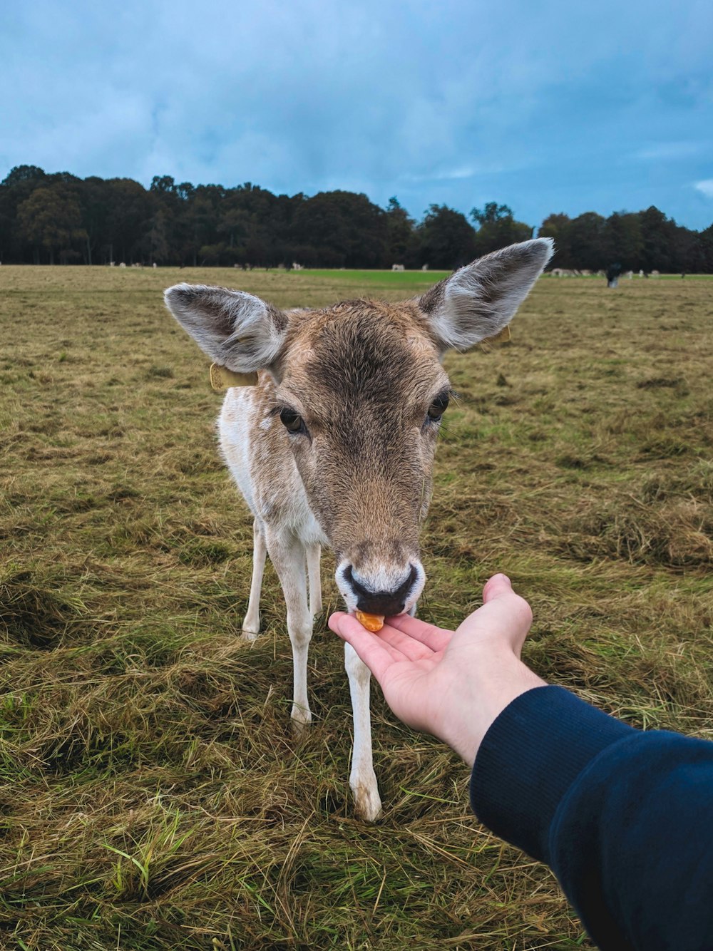 person holding white and brown deer on green grass field during daytime