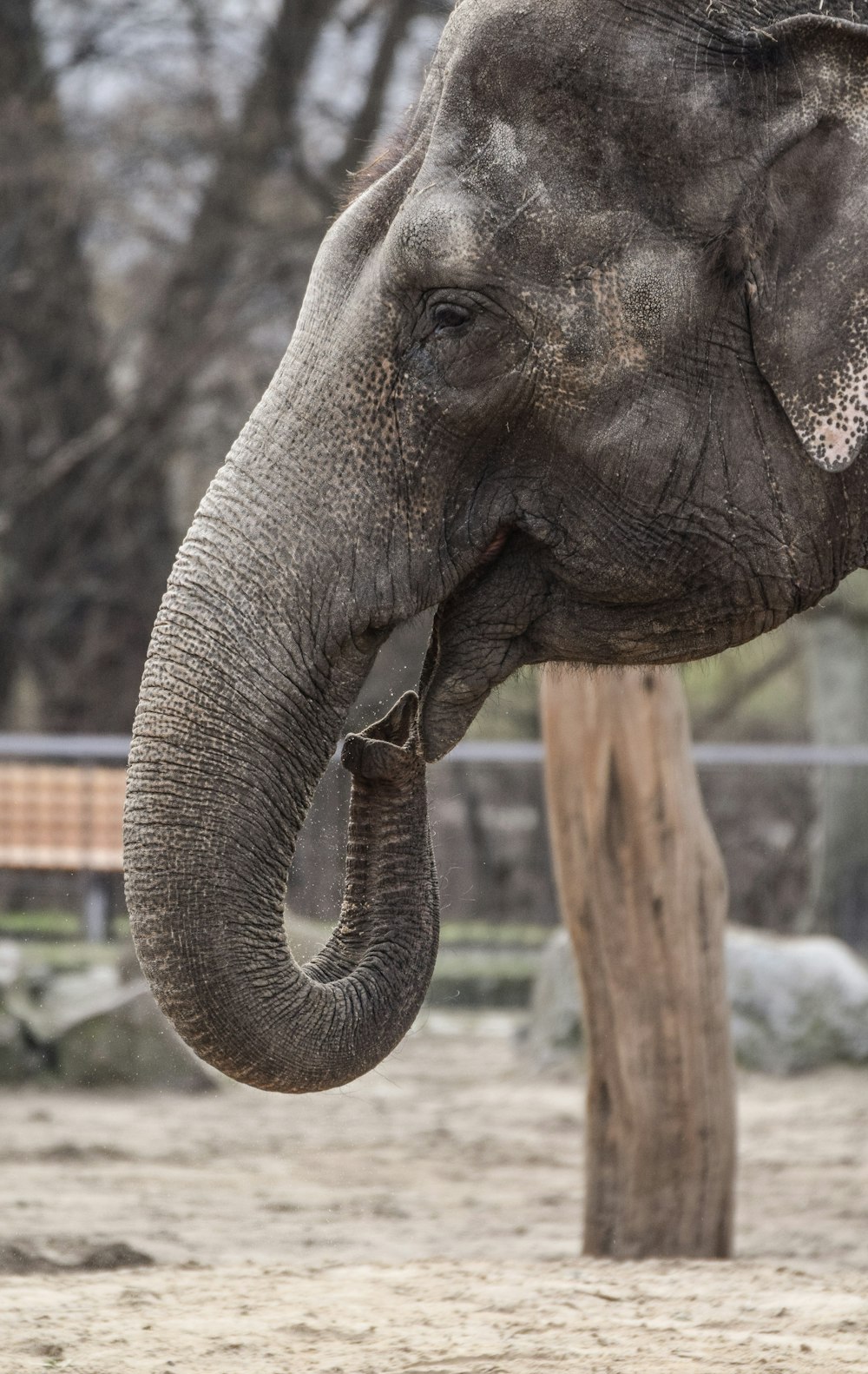 grey elephant in close up photography during daytime