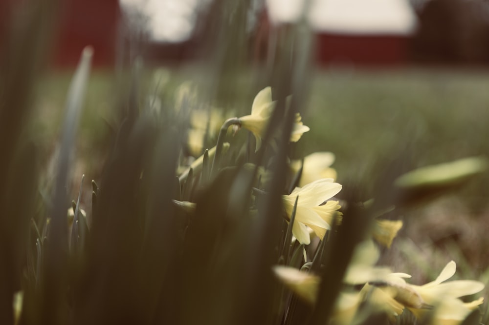 yellow flower on green grass field