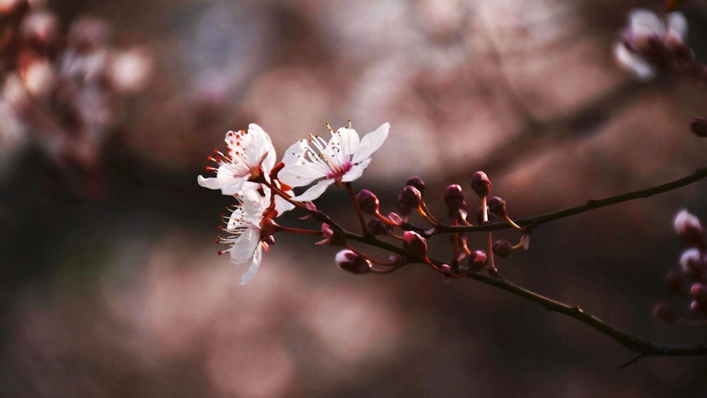 white and red cherry blossom in close up photography