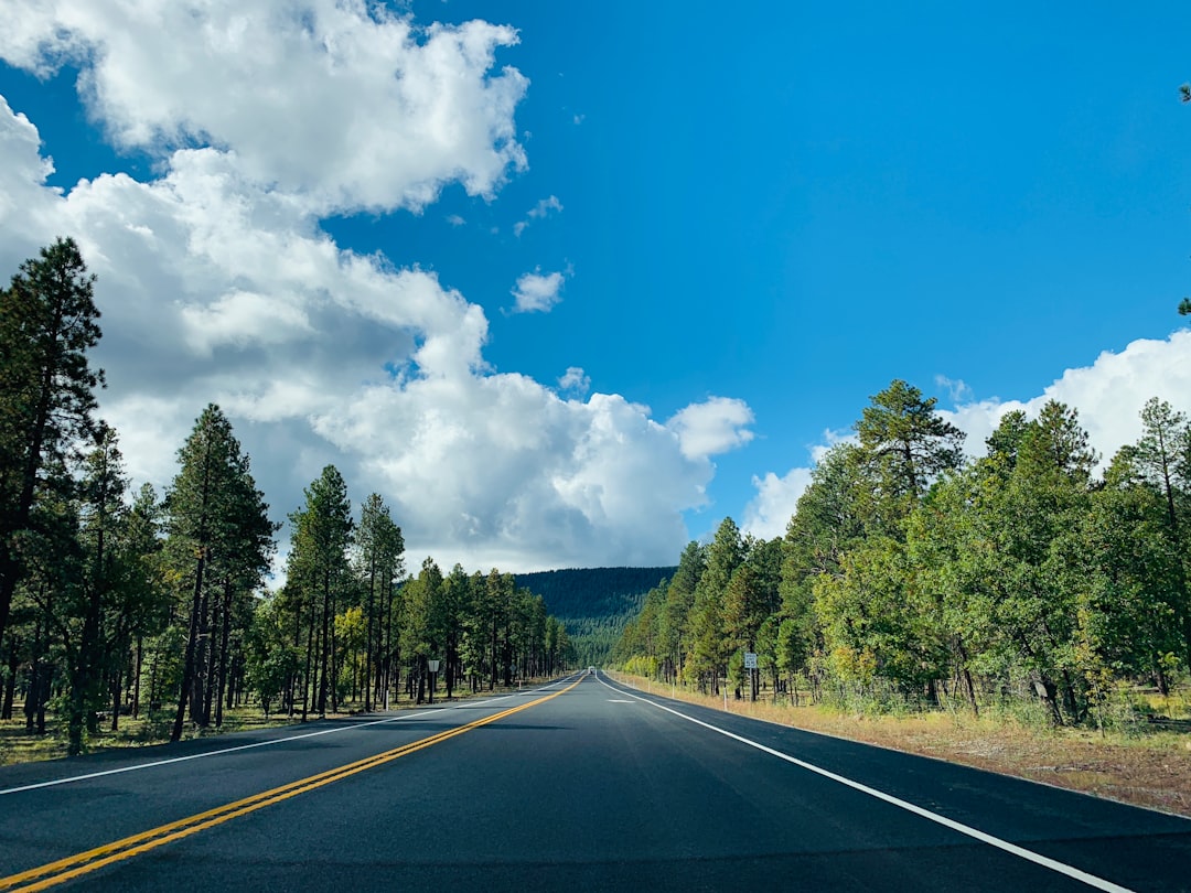 gray asphalt road between green trees under blue sky during daytime