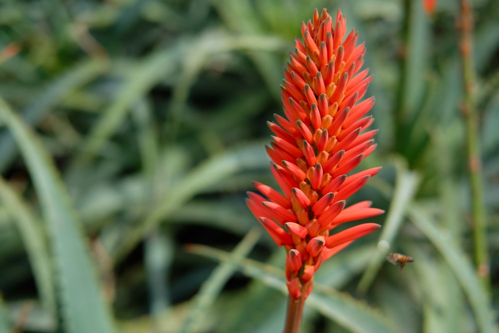 red flower in tilt shift lens