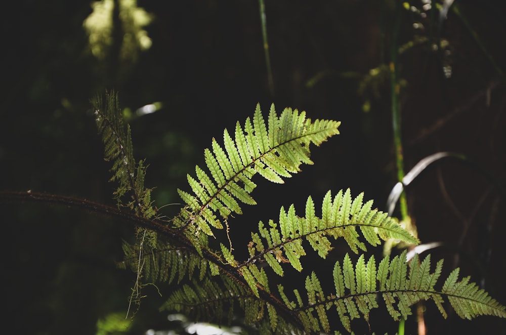 green leaf plant in close up photography