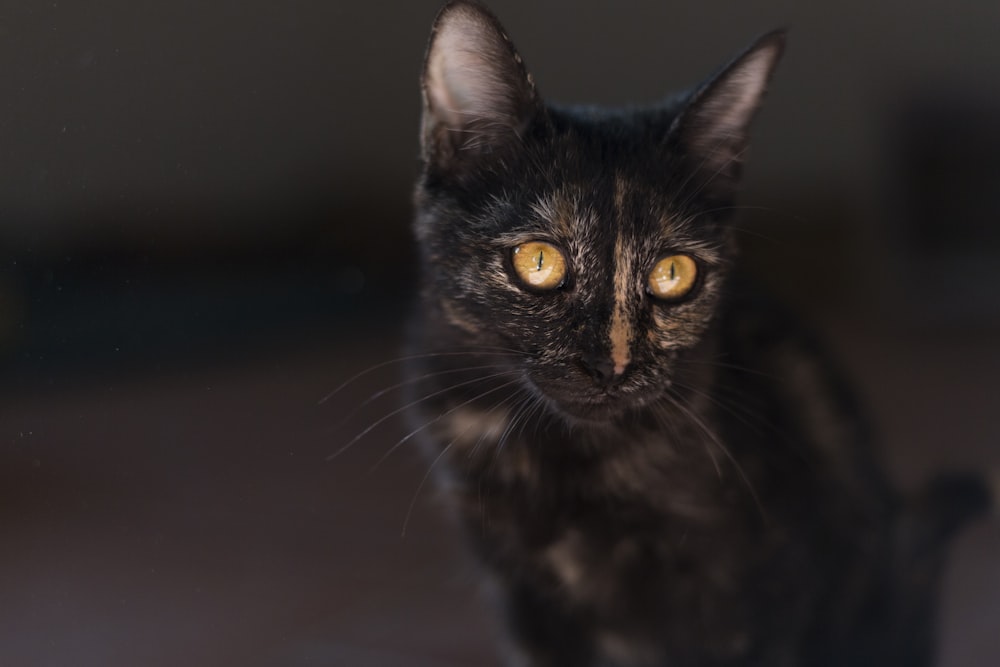 a close up of a black cat with yellow eyes