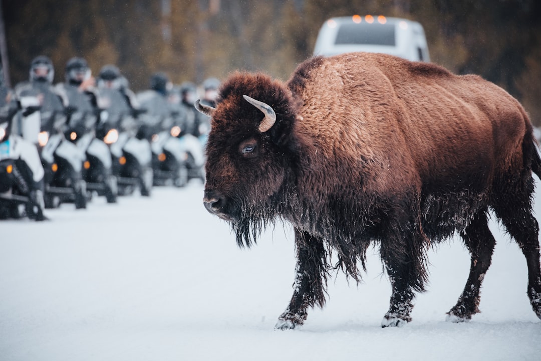 brown bison on snow covered ground during daytime