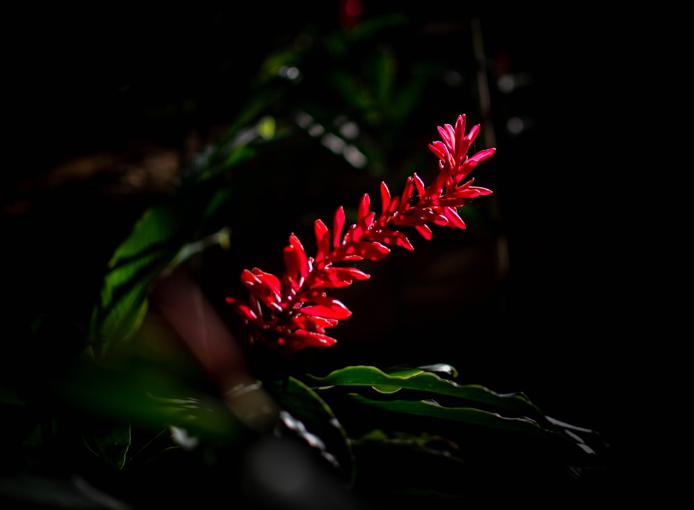 person holding red flower in tilt shift lens