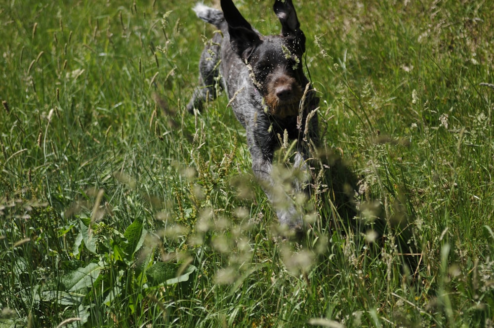 black and white short coated dog on green grass field during daytime