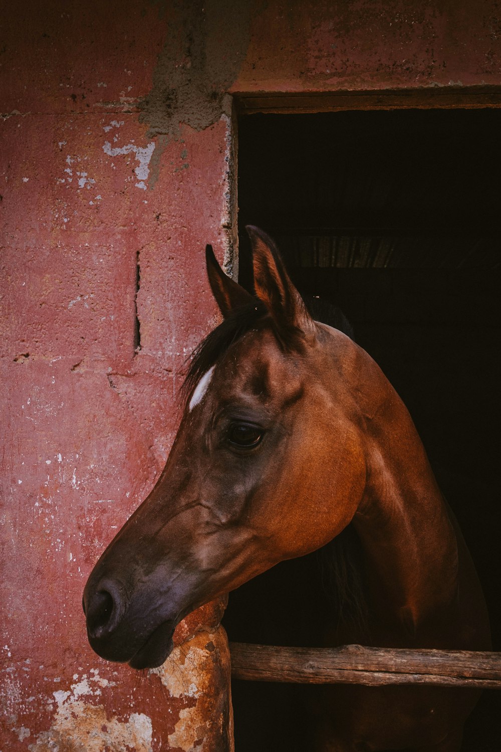 brown horse head on red wall