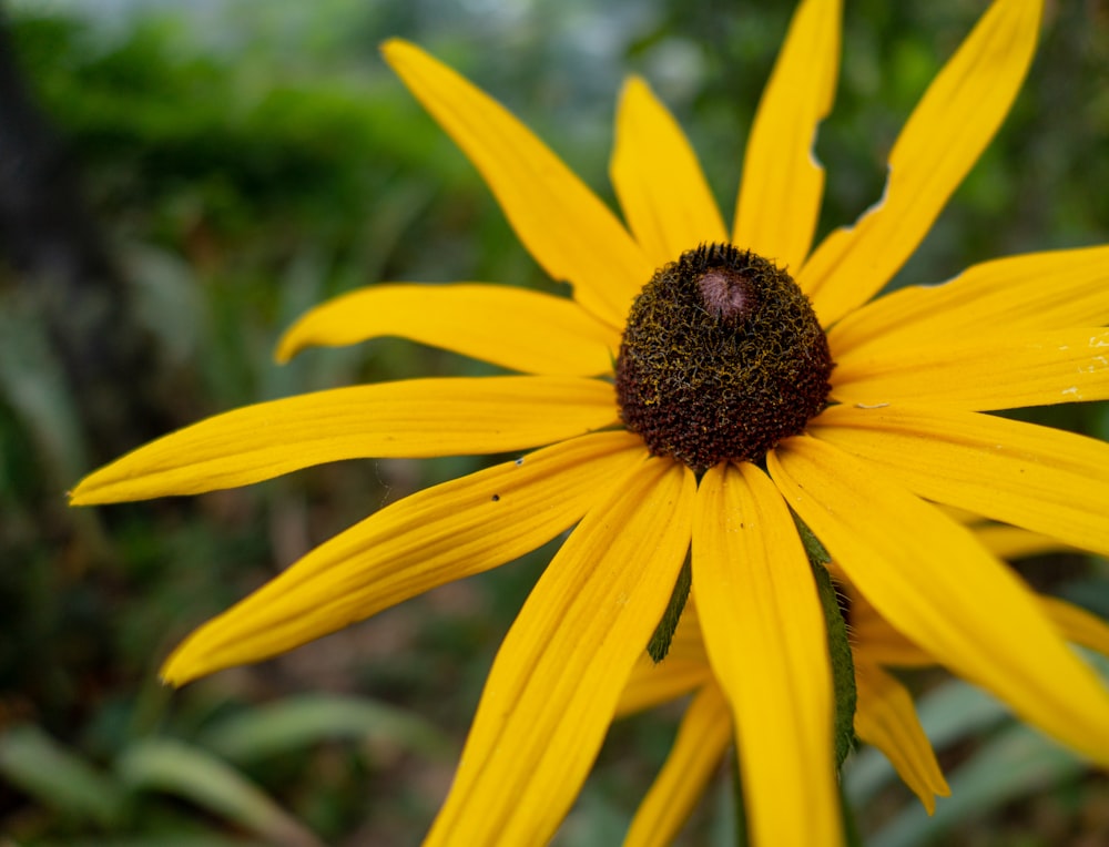 yellow flower in tilt shift lens