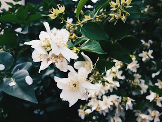 Delicate white flowers bloom amidst lush green leaves, creating a serene and natural scene. The petals are soft, with intricate yellow stamens in the center, and the flowers are abundant, creating a sense of freshness and life.