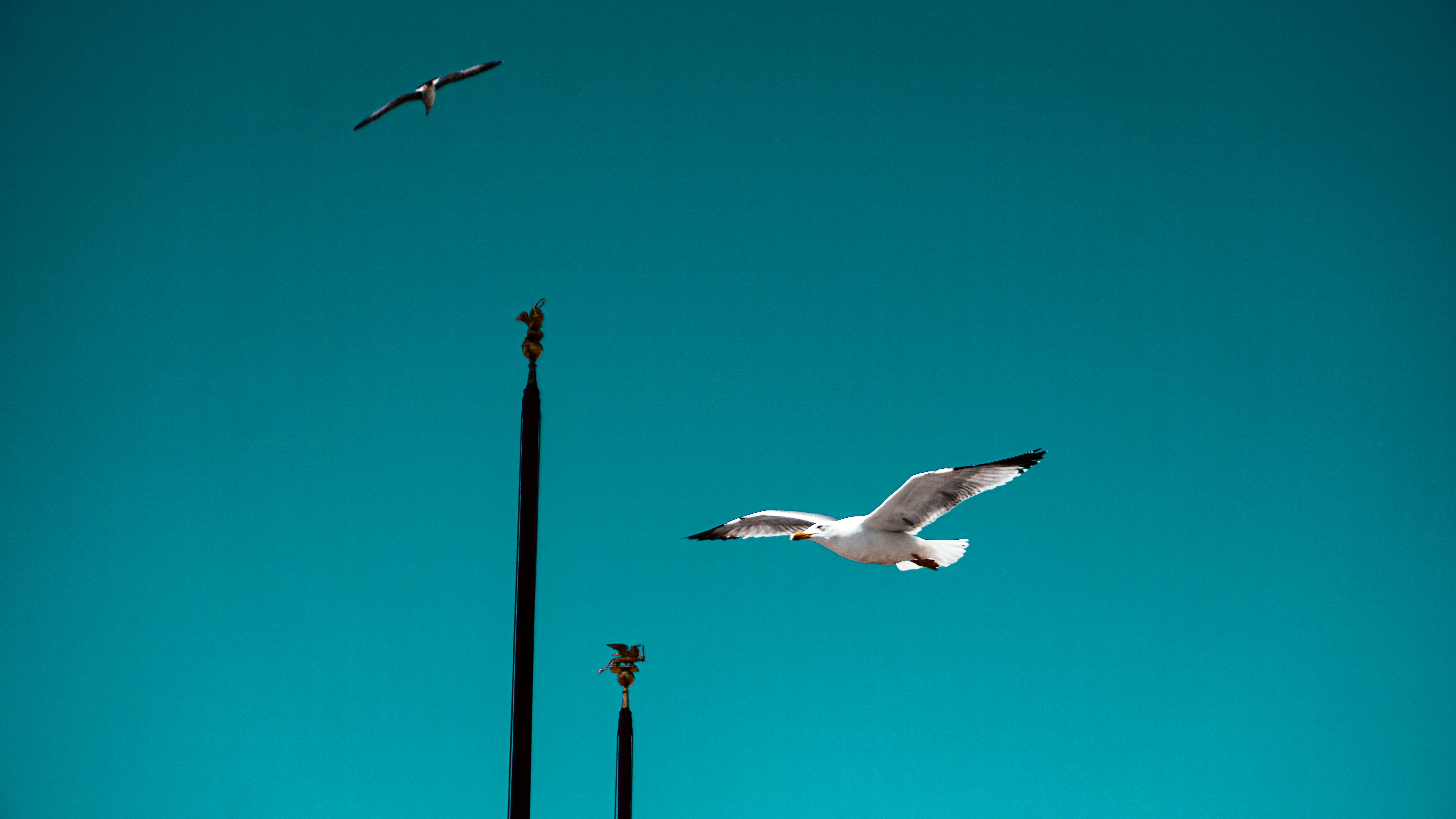 white bird flying over the black metal post under blue sky during daytime