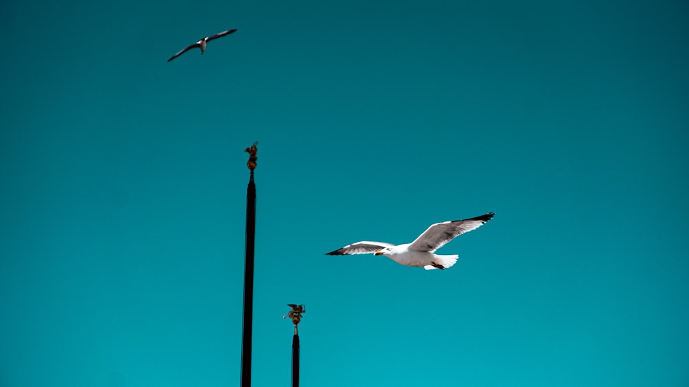 white bird flying over the black metal post under blue sky during daytime