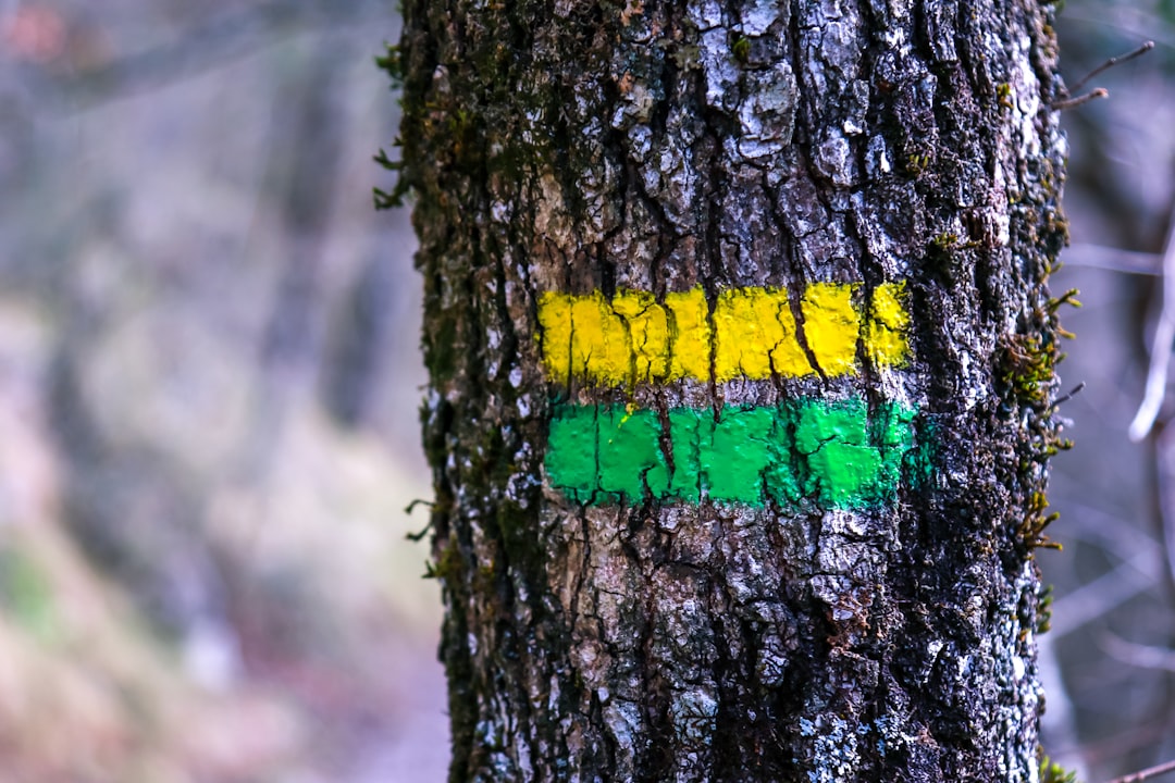 yellow and green paint on brown tree trunk