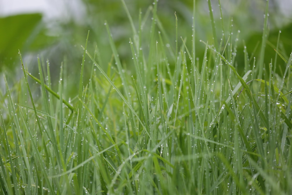 green grass field during daytime