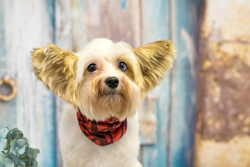 brown and white long coat small dog