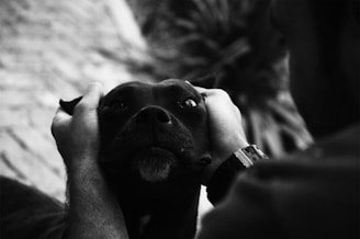 A person is gently holding the head of a black dog, focusing on the dog's face. The hands are positioned on either side of the dog's face, offering a sense of comfort and affection. The image is in black and white, creating a contrast that highlights the dog's expression and the texture of the person's skin.