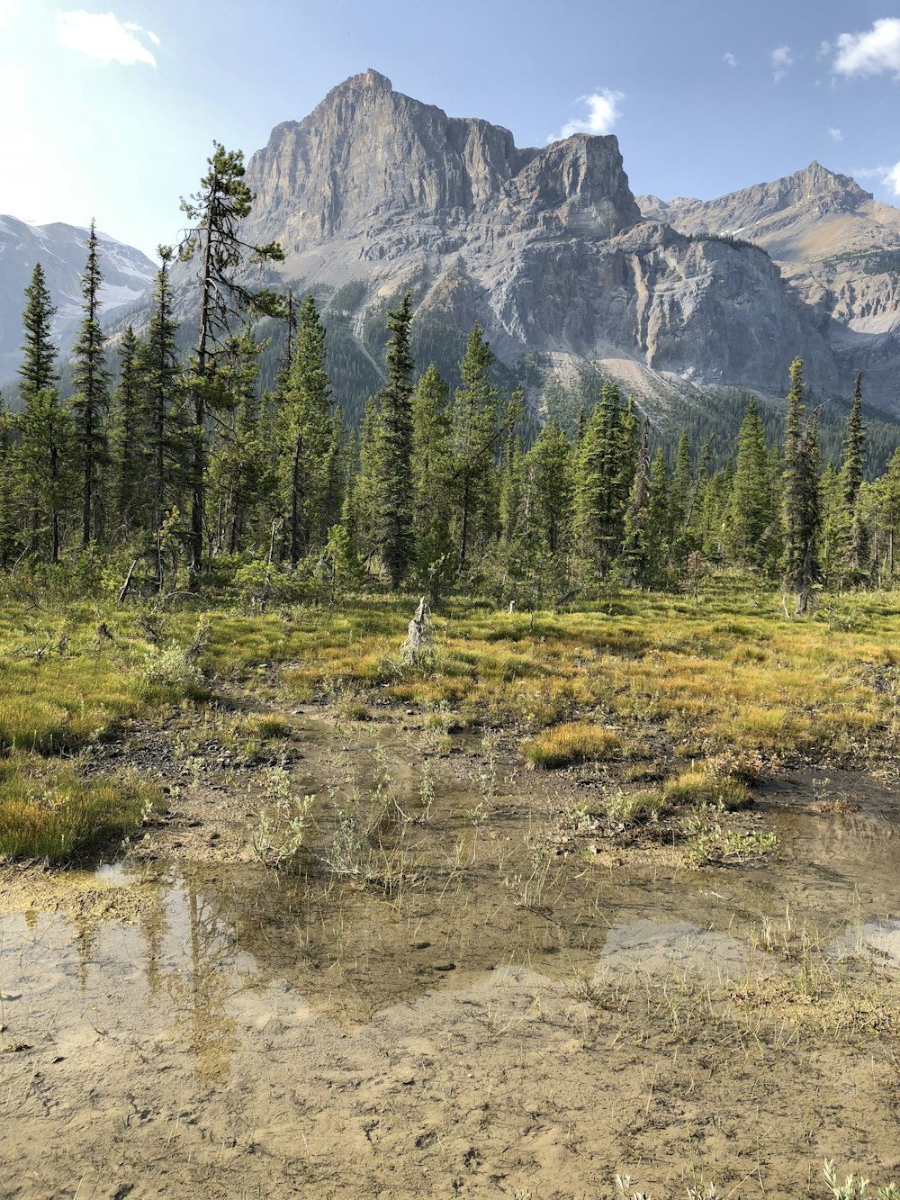 green pine trees near mountain during daytime