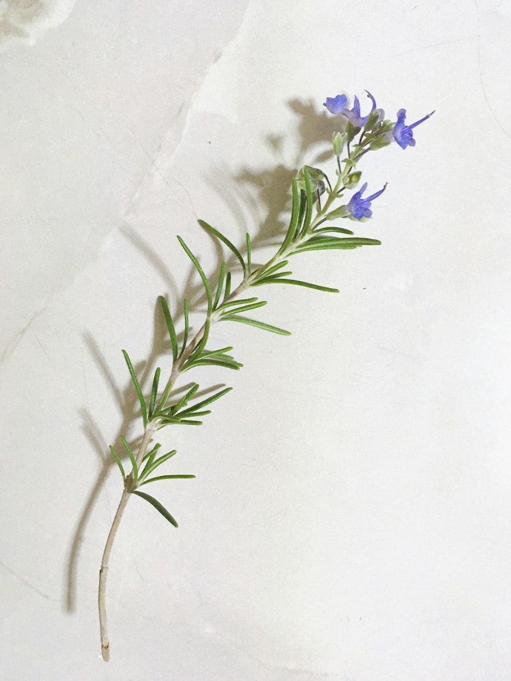 purple flower on white wall