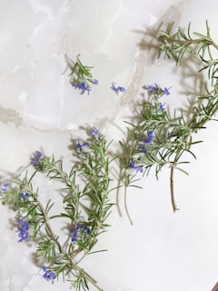 Fresh sprigs of rosemary and thyme arranged on a wooden table with soft natural light.